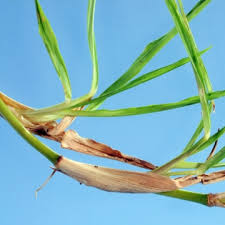 Image result for Chrysopogon