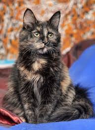The richest cat in the world, for example, was a tuxedo cat. Tortoiseshell Cat Over 30 Fascinating Facts About Tortie Cats