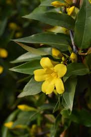 The vines can grow up to 20 feet in the wild. How To Grow Carolina Jessamine Gardener S Path