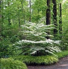 109 0923 Img Jpg Shade Garden Shade Garden Plants Shade Plants