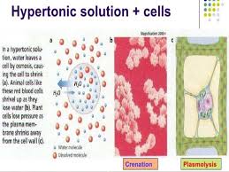 Maybe you would like to learn more about one of these? Animal Cell Immersed In Hypotonic Solution