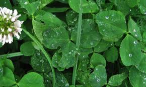 In the event that you never have encountered with best weed executioner for clover, and have been. Clover In The Lawn Is It Good Or Bad Organic Plant Care Llc Organic Lawn Plant Health Service In Hunterdon Morris Somerset Union Counties Nj And Bucks County Pa