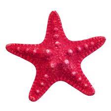 Starfish Clipart Png Starfish Transparent Png Image Starfish Clipart Starfish Clip Art