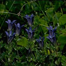 Image result for Gentianaceae
