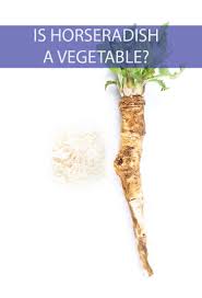Horseradish contains a good amount of folate and folate is considered essential for the development of your unborn child. Fun Sources Why Is Horseradish Called Horseradish