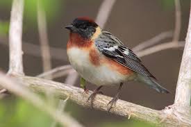 Birds That Start With Blue Kentucky Birding By Season Spring With Images Birds Bird Life List