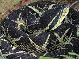 Bothrops Jararacussu Jararacussuhas An Exceptionally Large Venom Capacity Is An Important Cause Of Snakebite In Its Range Veno Snake Snake Venom Pit Viper