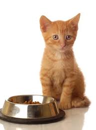 Though special kitty is certainly one of the most affordable cat food brands we've reviewed, we can't recommend it in good faith. 20 Kinds Of Cat Food Recalled Including 9lives Everpet Special Kitty