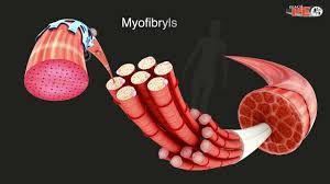 I always found a diagram of the human body to be very useful when it came to training. Muscle Physiopedia