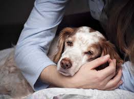We did not find results for: Bereavement And Euthanasia Rowcliffe House Vets