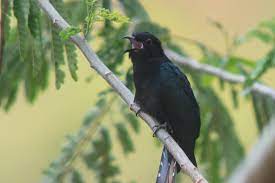 Suara burung prin gantil untuk pikat mp3 & mp4. Mitos Dan Fakta Burung Kedasih Konon Kicauannya Pertanda Kematian