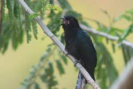Maybe you would like to learn more about one of these? Mitos Dan Fakta Burung Kedasih Konon Kicauannya Pertanda Kematian