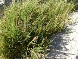 Image result for Sporobolus spicatus