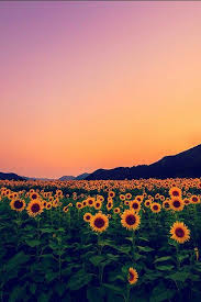 1280pixels x 860pixels size : Tumblr Google Search Nature Photography Scenery Sunflower Wallpaper