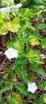 Image result for Convolvulus farinosus
