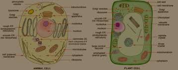 Vesicles are very common in cells. What Are The Differences And Similarities Of Animal And Plant Cells Quora