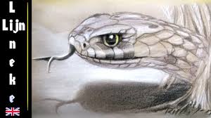 The images above represents how your finished drawing is going to look and the steps. Realistic Snake Drawing In Pastel Pencil Featuring The Snake Artist Youtube
