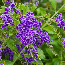Image result for Duranta erecta