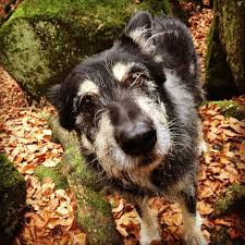 Brian Und Die Gallengrotte Wanderung Hund Wald Felsen Grotte Herbst Laub Schonwars Pics Instagram Animals Dogs