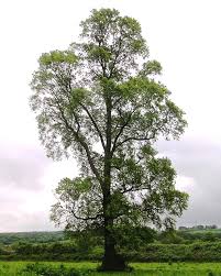 What trees are native to new england. Elm Wikipedia