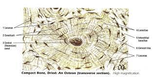 Osteon Compact Bone Human Anatomy Drawing Human Anatomy Human Bones
