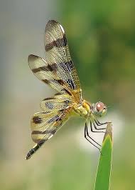 Lady Halloween Dragonfly Beautiful Bugs Damselfly