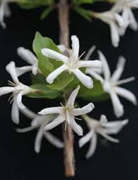 Image result for Feretia