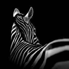Breathtaking Black White Animal Portraits By Lukas Holas My Modern Metropolis Black And White Portraits Black And White Photographs Zoo Animal Art