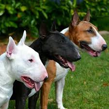  Pin By Paul Owen On Anjing Mini Bull Terriers Bull Terrier Miniature Bull Terrier