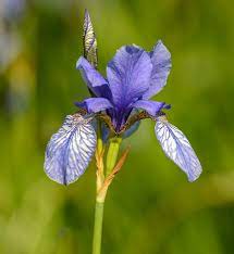 Free Image On Pixabay Iris Flower Violet Flowers Iris Flowers Flower Images Purple Flowers