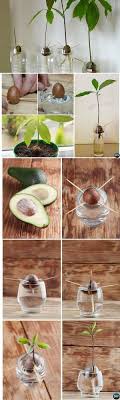 Can you grow asparagus from seed? 20 Best Vegetables Herbs And Fruits Can Regrow From Kitchen Scraps