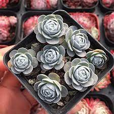 Orostachys Boehmeri Makino Hara Chinese Dunce Cap Suculentas Para Venda Suculentas Cactos E Suculentas