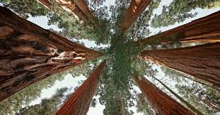 Step 3 once a sale is made, send the buyer a certificate telling him how he is offsetting carbon emissions by this purchase. The Math Isn T Adding Up On Forests And Co2 Reductions The Verge