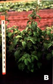 Image result for Ocimum urundense