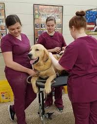 Unsuspecting human bred by alien. Golden Rescue Update June 2019 Humane Society For Greater Nashua New Hampshire