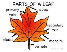 Fall Of Leaf Diagram Wiring Diagrams