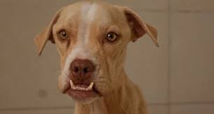 #1 best value of 93 pet friendly hotels in atlanta. K9 Friends Meet 29 Dogs And Puppies Waiting For A Forever Home