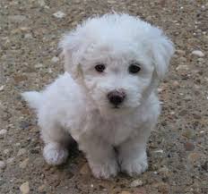Max The Bichon Frise Bichon Frise Puppy Friendly Dog Breeds Bichon Frise Dogs