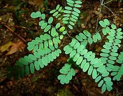 Image result for Dalbergia acutifoliolata