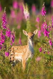 God Is Not Only Something Metaphysical But Also The Physical World The Plants And Animals The Mountains And Rivers T Animals Beautiful Animals Cute Animals