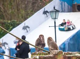 Bewonder alle diersoorten van heel dichtbij. Winter Tussen De Dieren Tijdens De Warme Winteravonden In Dierenpark Amersfoort
