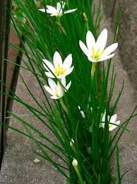 Image result for Zephyranthes candida
