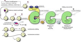 From Mother To Embryo A Molecular Perspective On Zygotic Genome Activation Sciencedirect