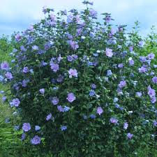 Image result for Hibiscus syriacus Violet Clair Double