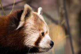 Along the way, meet the other rare bird, insect and animal inhabitants of this remote lush area in northern india, including the leopard. Red Panda Red Panda Bear Panda Animals Zoo Fluffy Teddy Bear Wild Animal Cc0 Public Domain Royalty Free Piqsels