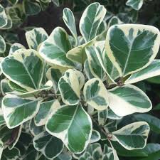 Image result for Ficus triangularis
