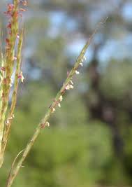 Image result for Bothriochloa radicans