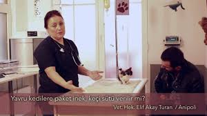 Yavru Kedilere Paket Inek Keci Sutu Verilir Mi Youtube