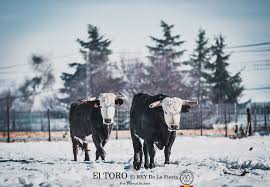 Julian gomez de la mora. As Nac Fotografos Taurinos On Twitter Fotografia Fotografia Pascual Richart Eltoroelreydelafiesta Segunda Parte Del Reportaje En Bellalucia Y Caras Blancas De Carpio De D Julian Gomez Carpio Https T Co X6niggpim7 Espana Toros Taurinos