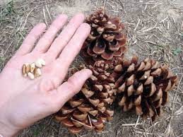 Since prehistoric times, it was cultivated for its edible pine nuts. Pine Nuts Agricultural Marketing Resource Center